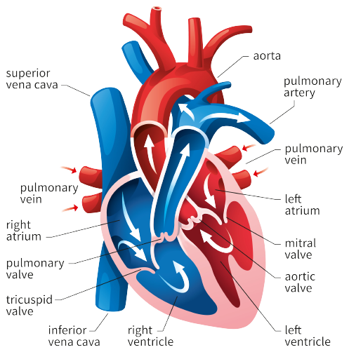 Cardiology 